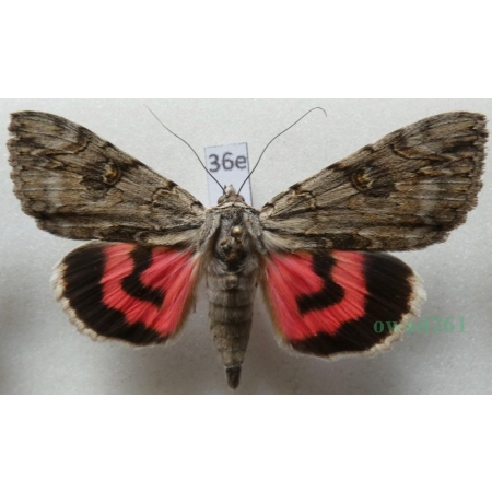 Catocala electa (Vieweg, 1790) Wstęgówka karminówka Poland36e